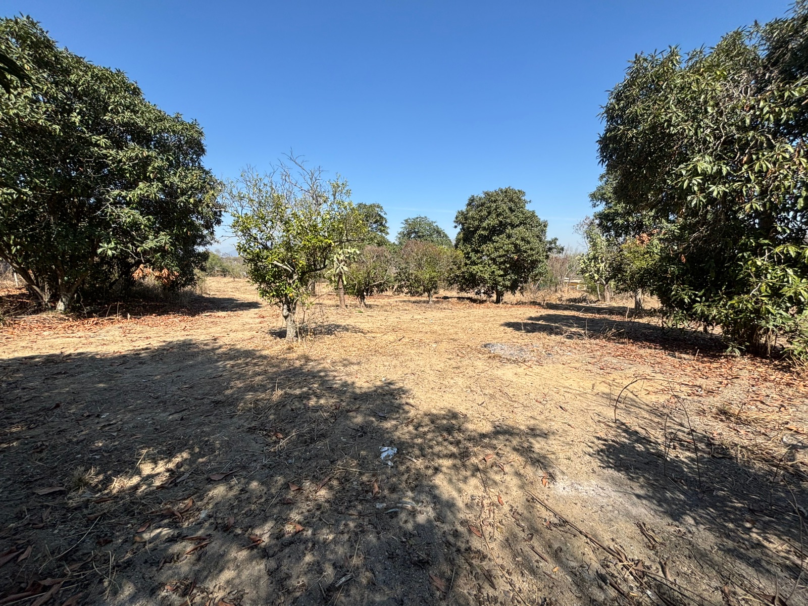 Terreno 1 ha plano · Allende (Río Ramos)